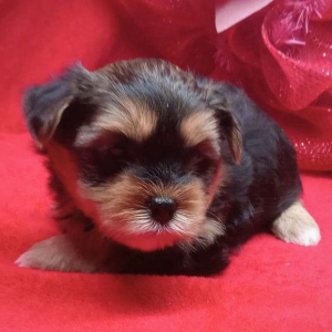 Biewer Terrier Puppy Roxy