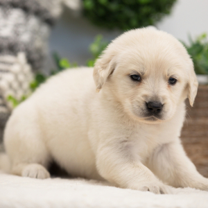 Golden Retriever Puppy Harper
