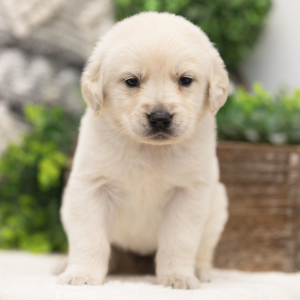 Golden Retriever Puppy Harper