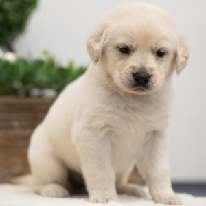 Golden Retriever Puppy Harper