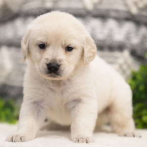 Golden Retriever Puppy Harper