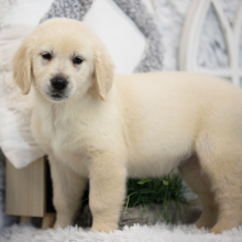 Golden Retriever Puppy Harper