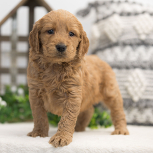 Goldendoodle Puppy Maria