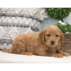 Goldendoodle Puppy Maria
