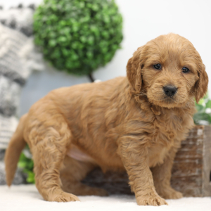 Goldendoodle Puppy Maria