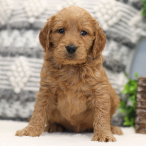 Goldendoodle Puppy Maria