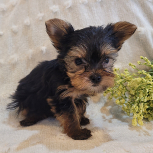 Yorkshire Terrier Puppy Ryder