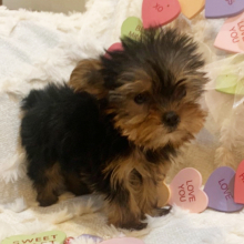 Yorkshire Terrier Puppy Ryder