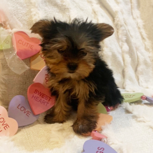 Yorkshire Terrier Puppy Ryder