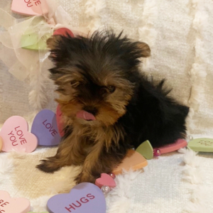 Yorkshire Terrier Puppy Ryder