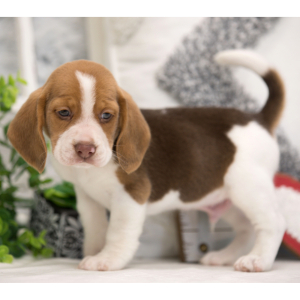 Beagle Puppy Dallas