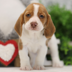 Beagle Puppy Dallas