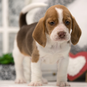 Beagle Puppy Dallas
