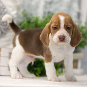 Beagle Puppy Dallas