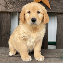 Golden Retriever Puppy Janice
