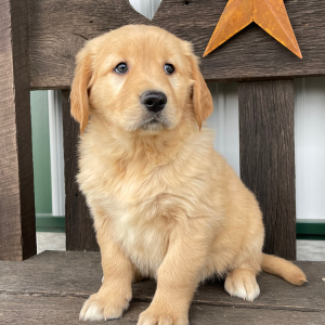 Golden Retriever Puppy Janice
