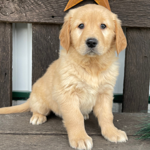 Golden Retriever Puppy Janice