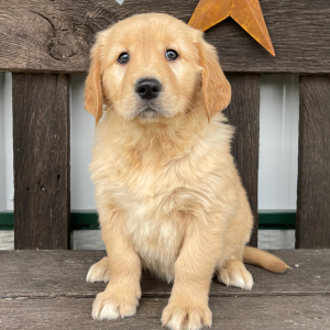 Golden Retriever Puppy Janice