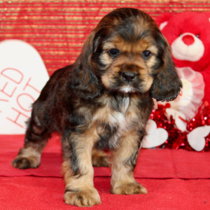 Cocker Spaniel Puppy Sari