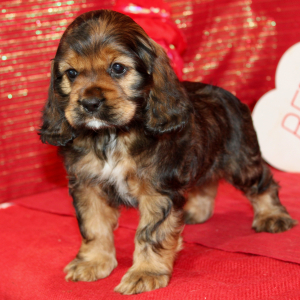 Cocker Spaniel Puppy Sari
