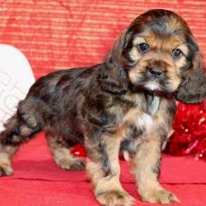 Cocker Spaniel Puppy Sari