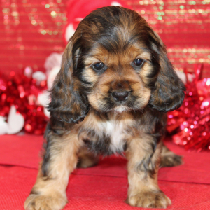 Cocker Spaniel Puppy Sari