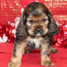 Cocker Spaniel Puppy Sari