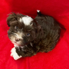 Havanese Puppy Chip