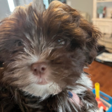 Havanese Puppy Chip