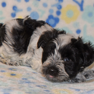 Miniature Schnauzer Puppy Parker