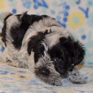 Miniature Schnauzer Puppy Parker