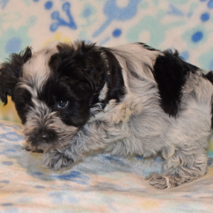 Miniature Schnauzer Puppy Parker
