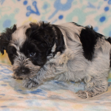 Miniature Schnauzer Puppy Parker