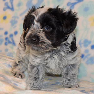 Miniature Schnauzer Puppy Parker
