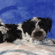 Miniature Schnauzer Puppy Parker