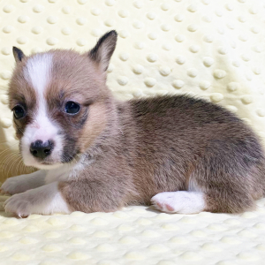 Pembroke Welsh Corgi Puppy Wynonna