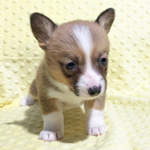 Pembroke Welsh Corgi Puppy Wynonna