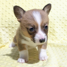 Pembroke Welsh Corgi Puppy Wynonna