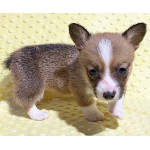 Pembroke Welsh Corgi Puppy Wynonna