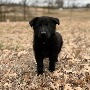 German Shepherd Dog Puppy Daisy