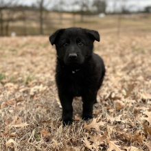 German Shepherd Dog Puppy Daisy