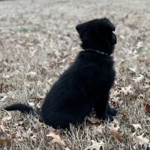German Shepherd Dog Puppy Daisy