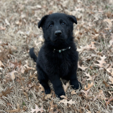 German Shepherd Dog Puppy Daisy