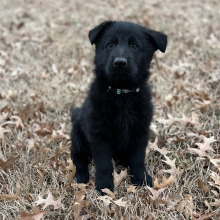 German Shepherd Dog Puppy Daisy