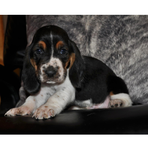 Basset Hound Puppy George