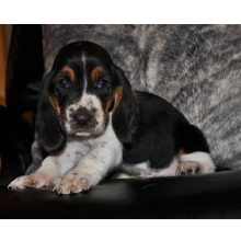 Basset Hound Puppy George