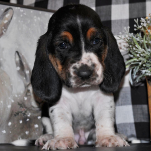 Basset Hound Puppy George