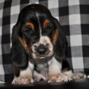 Basset Hound Puppy George