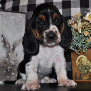 Basset Hound Puppy George