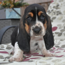 Basset Hound Puppy George